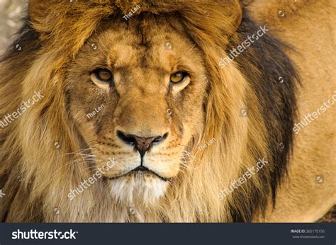 Beautiful Mighty Lion Stock Photo 265175150 Shutterstock