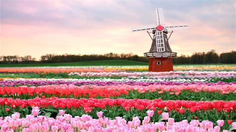 1920x1080 1920x1080 Flowers Tulips Pink Field Mill Spring