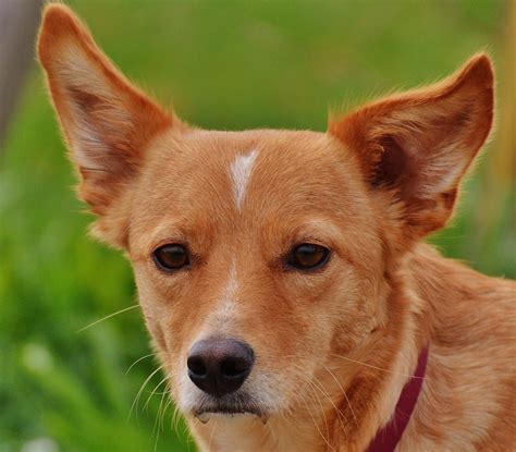 Free Images : sweet, puppy, animal, cute, pet, fur, portrait, fauna