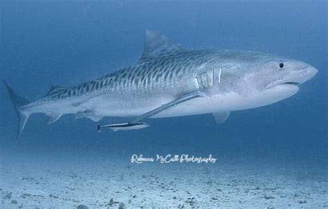 Local Photographer Encounters A 12 Ft Tiger Shark