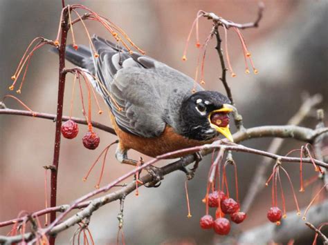 Winter Berries For Fruit Eating Birds Hgtv