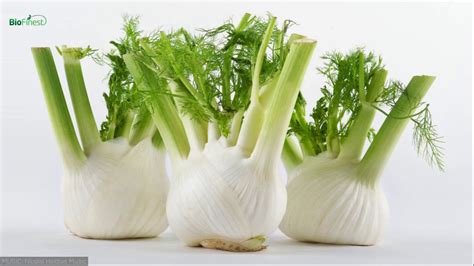 Marvelous Health Benefits And Uses Of Fennel Essential Oil Youtube