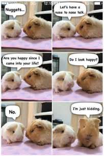 Guinea Pig Memes Feel Free To Add Page 101 The Guinea Pig Forum