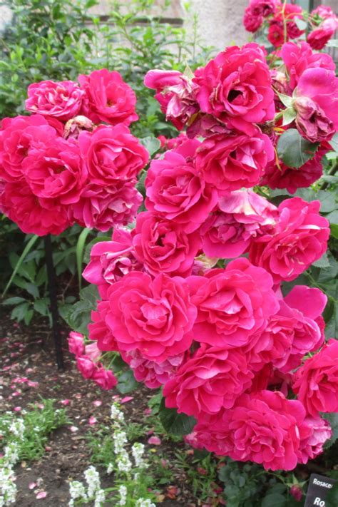 How To Grow Everblooming Roses Easy Care Knock Out Varieties