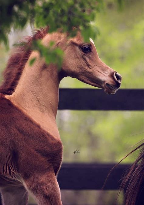 Astounding Palomino Dunbuckskin Arabian Foal Awfully Pretty