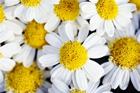 Summer Daisies Anthemis Punctata Cluster Of White Blossoms View