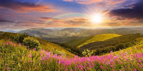 Wild Flowers On The Mountain Top At Sunset — Stock Photo © Pellinni