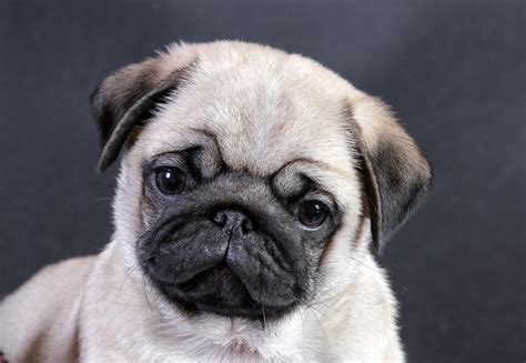 Free Download Cute Pug Puppies Pugs Puppies Dogs Pug Dog Adorable