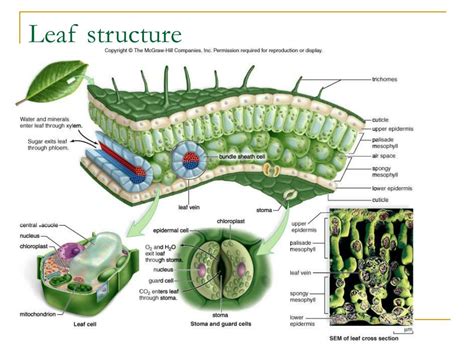 Ppt Chapter 25 Structure And Organization Of Plants Powerpoint