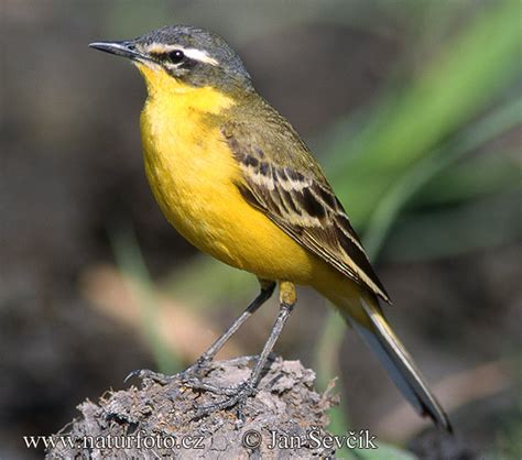 Yellow Wagtail Photos Yellow Wagtail Images Nature Wildlife Pictures