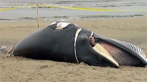 Rare Sight As Beached Whale Washes Up In Massachusetts Fox News Video