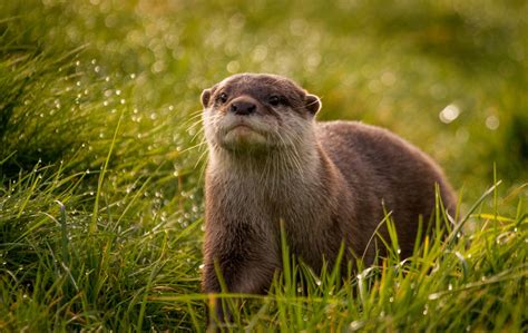 Otter Full Hd Wallpaper And Background Image 2039x1287 Id366732