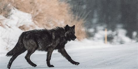 Gray Wolf Facts For Kids The Edvocate