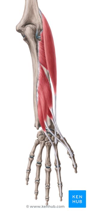 The forearm is the region of the upper limb between the elbow and the wrist. Tiefe Extensoren des Unterarms - Anatomie und Pathologie ...