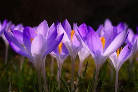 42 Different Types Of Crocus Flowers Home Stratosphere