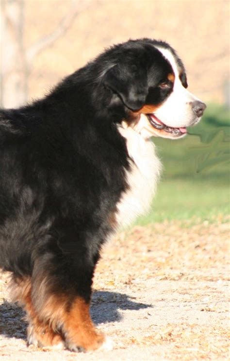 1000 Images About Bernese Mountain Dogs On Pinterest Beautiful Dogs