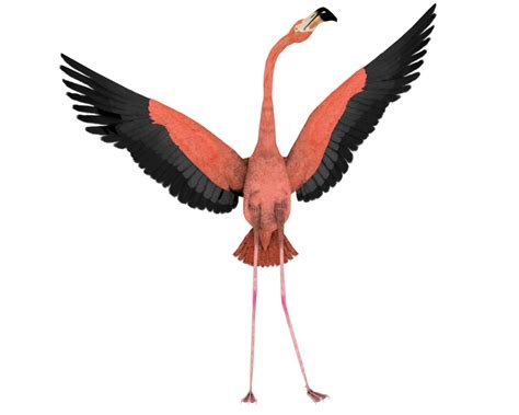 Flamingo Clip Art Clipart Best