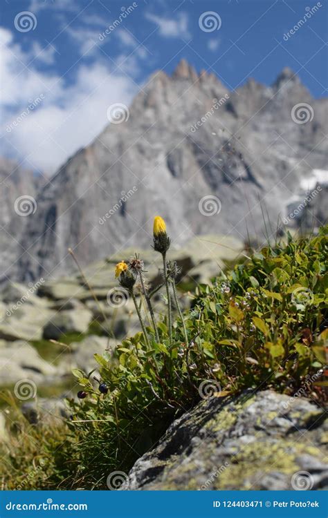 Yellow Flowers In Alps Switzerland Stock Image Image Of Green