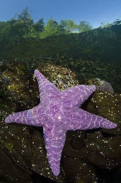 Purple Sea Star Pisaster Ochraceus In Shallow Water Photos Prints