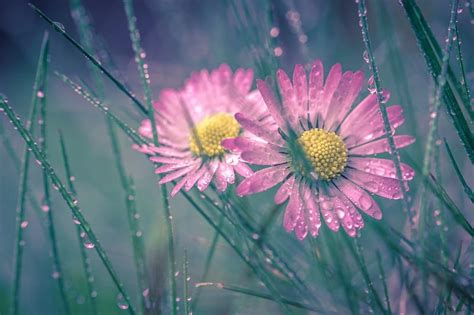 Daisies Grass Dew Yellow Soft Green Water Drops Flower Pink