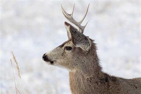 Profile Of A Young Mule Deer Buck Photograph By Tony Hake Pixels