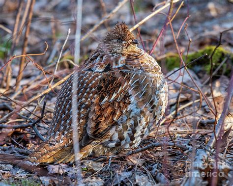 Feathers Fluffed Ruffed Grouse Photograph By Timothy Flanigan Pixels