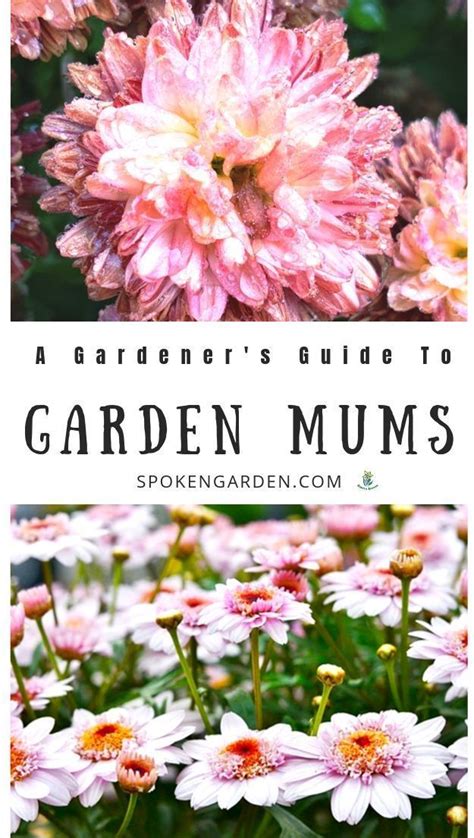 Chrysanthemums Plant Care Growing Guide
