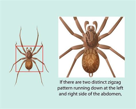 How To Identify A Hobo Spider 10 Steps With Pictures Wikihow