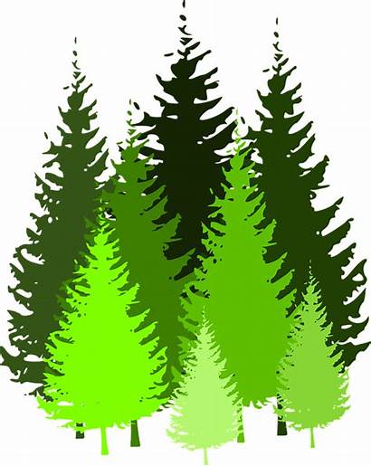 Trees Coniferous Conifers Pixabay Spruce Graphic Vector