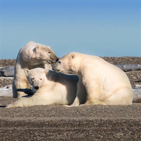 Polar Bears In Far North Alaska Polar Bear Bear Polar