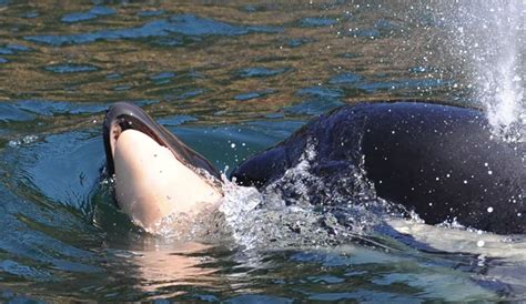 The Grieving Orca Mother Is Still Carrying Her Dead Calf Two Weeks