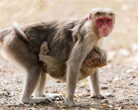 Primates Rhesus Macaque Macaque