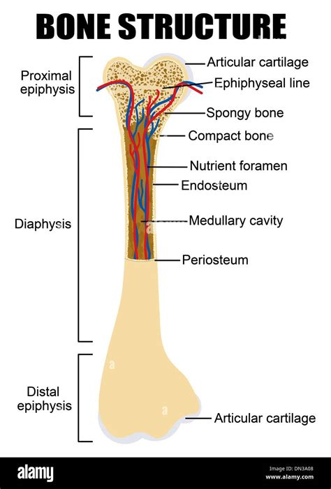 Anatomy Of Bone Cross Section