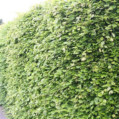Buy Common Beech Hedging Fagus Sylvatica £1299 Delivery By Crocus
