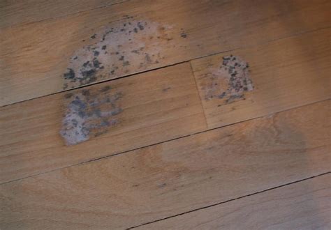 Black mold ('stachybotrys chartarum') is a variety of mold that can be particularly tough to remove. Good what does black mold look like on wood Pictures ...