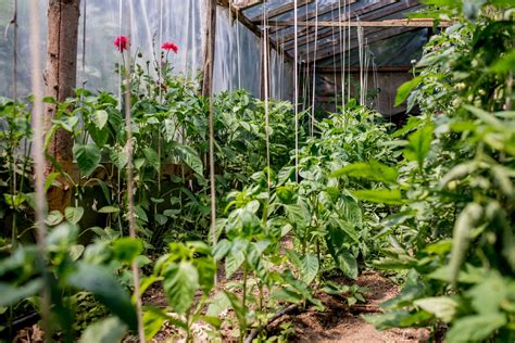 Tips To Help Maximize Greenhouse Space Southeast Agnet
