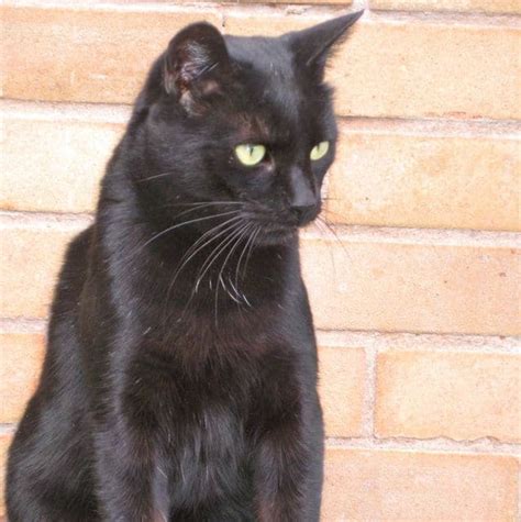 Black Cat Looking For A Home Pet Samaritans
