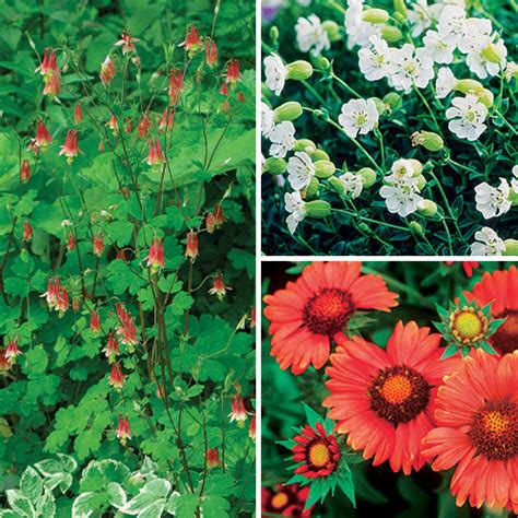 The Best Perennials To Start From Seed For Your Region Finegardening