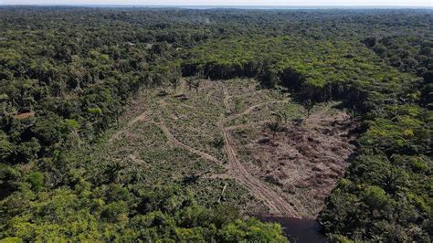 Amazon Rainforest Highest Deforestation Rate In Six Years Bbc News