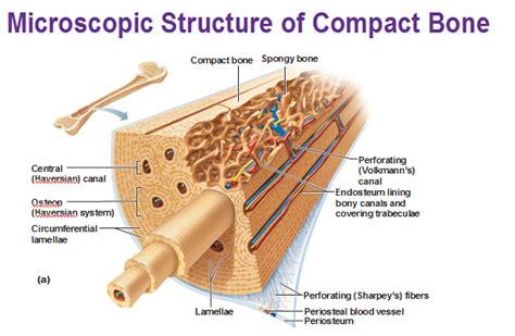 Compact Bone Diagram Easy Bones And Skeletal Tissues Scientist