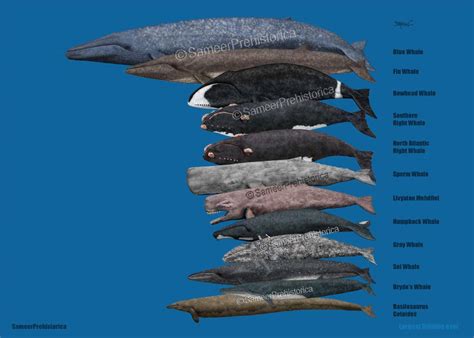 Largest Whales That Ever Lived By Sameerprehistorica On Deviantart