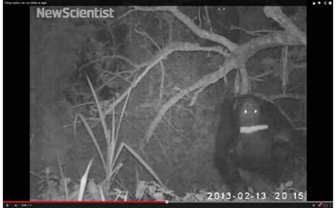 Chimps Raid Farm Stop To Have Sex Under Cover Of Darkness Science Aaas