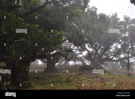 Magic Forest In Madeira Portugal Europe Stock Photo Alamy