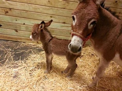 Oh My Gosha Newborn Donkey Foallooks To Be A Mini