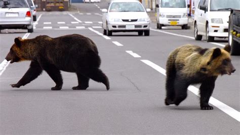 Hokkaido Uncovered The Bear Facts About Untamed Japan Escape