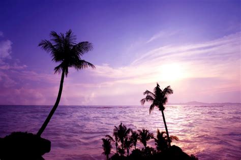 Premium Photo Sunset And Twilight Time At Tropical Beach With Palm