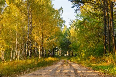 Autumnal Forest And The Road Between The Trees Stock Image Image Of