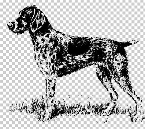 79 Small Hunting Dogs Breeds L2sanpiero
