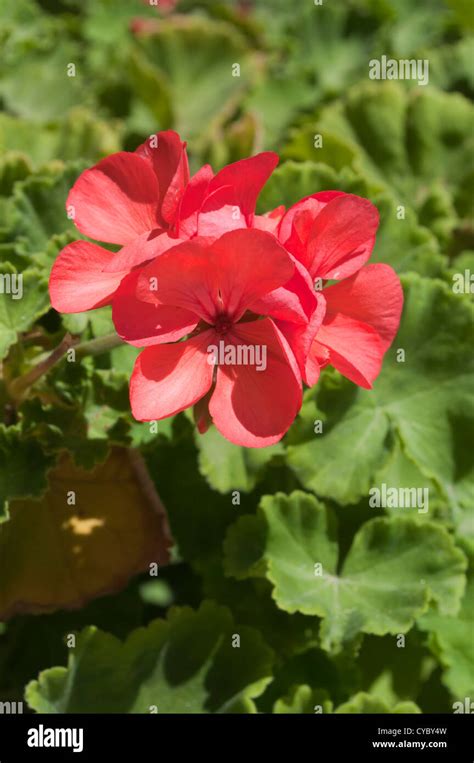 Red Geranium Flowers Stock Photo Alamy