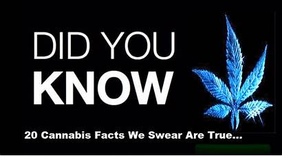 Cannabis Facts Know Marijuana Should True Figures